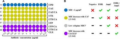 Rapid Detection of Extended-Spectrum β-Lactamases (ESBL) and AmpC β-Lactamases in Enterobacterales: Development of a Screening Panel Using the MALDI-TOF MS-Based Direct-on-Target Microdroplet Growth Assay